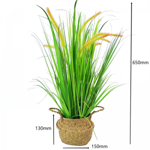 onion grass OG-YCC-010