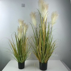 onion grass og-reed02