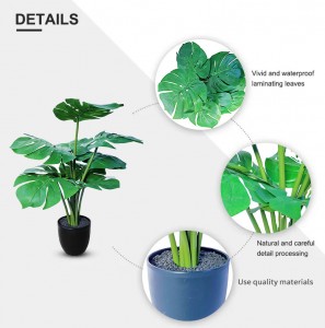 Turtle Back Leaf Pot Planting – PZ-GBY-01