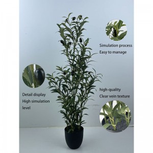 olive tree  AT-GLS-003