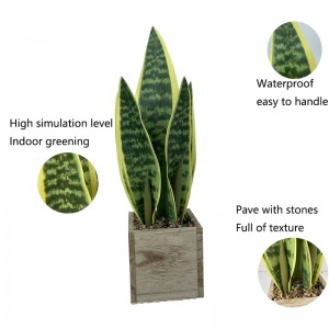 False Snake plant agave plants  Price: $5.9- $7.99, Sales: 2000000 PCS    PZ-HPL-002