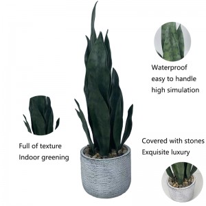 False Snake plant agave plants Price: $4.99- $6.99, Sales: 100000 PCS  PZ-HPL-003