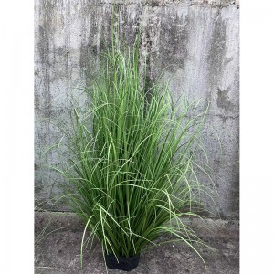 Onion Grass , Price: $2.99- $19.99, Sales: 108000PCS,OG-YCC-088