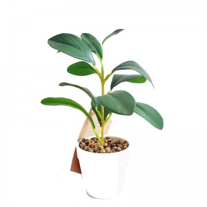 Potting PZ-GY-014