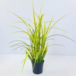 onion grass OG-YCC-009