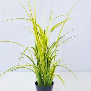 onion grass OG-YCC-009