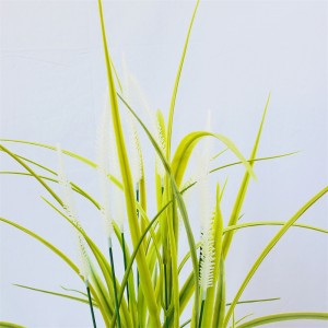 onion grass OG-YCC-009