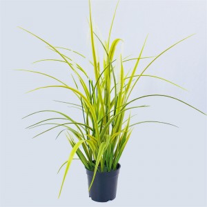 onion grass OG-YCC-009