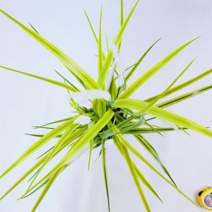 onion grass OG-YCC-009