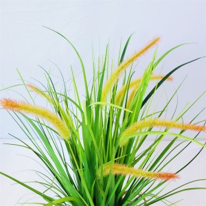 onion grass OG-YCC-010