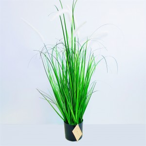 Onion Grass OG-YCC-061