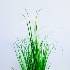 Onion Grass OG-YCC-061