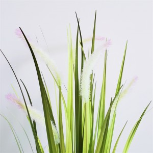 Onion Grass OG-YCC-063