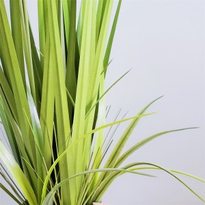 Onion Grass OG-YCC-063