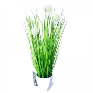 Onion Grass OG-YCC-014