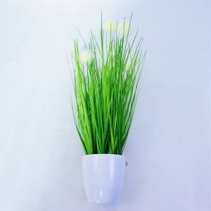 Onion Grass OG-YCC-014