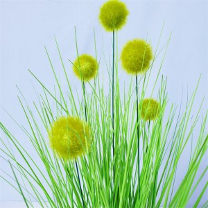 Onion Grass OG-YCC-013