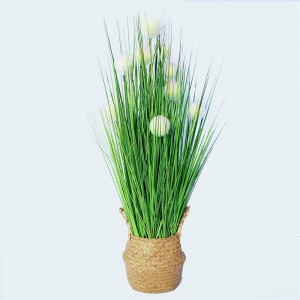 Onion Grass OG-YCC-016