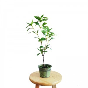 Potting PZ-GY-009