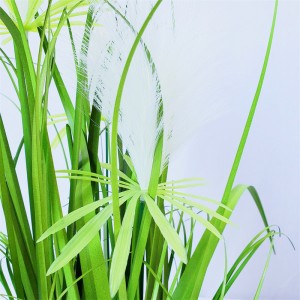 Onion Grass OG-YCC-016