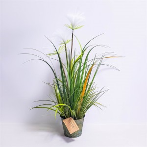 Onion Grass OG-YCC-022