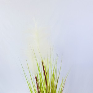 Onion Grass OG-YCC-021