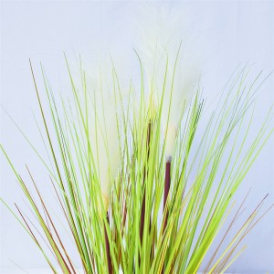 Onion Grass OG-YCC-018