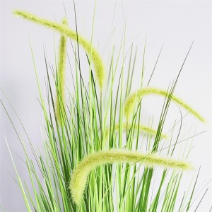 Onion Grass OG-YCC-024