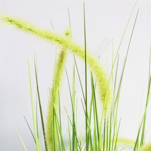 Onion Grass OG-YCC-024