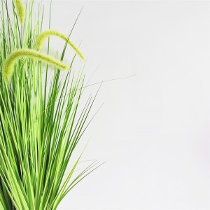 Onion Grass OG-YCC-024