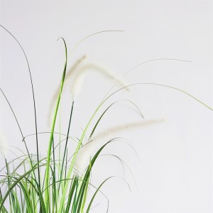 Onion Grass OG-YCC-026