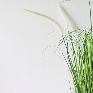 Onion Grass OG-YCC-026