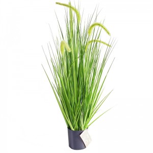 Onion Grass OG-YCC-024