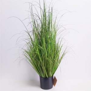 Onion Grass OG-YCC-028