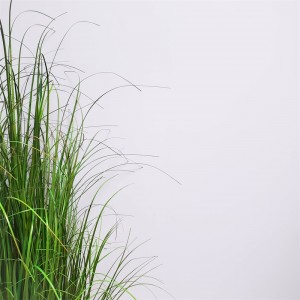 Onion Grass OG-YCC-028