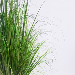 Onion Grass OG-YCC-028