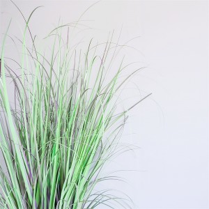 Onion Grass OG-YCC-042