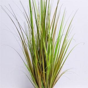 Onion Grass OG-YCC-030