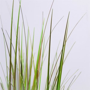 Onion Grass OG-YCC-030