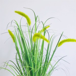 Onion Grass OG-YCC-046