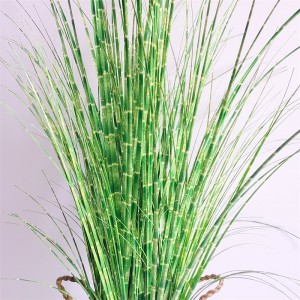 Onion Grass OG-YCC-036