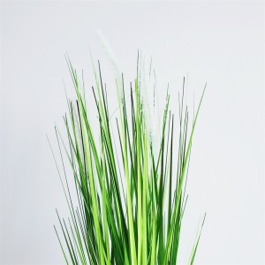 Onion Grass OG-YCC-055