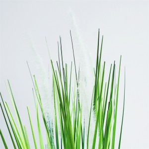 Onion Grass OG-YCC-055