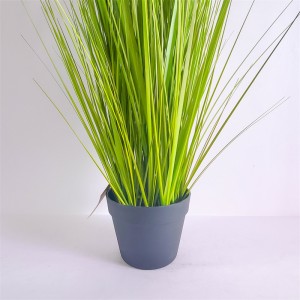 Onion Grass OG-YCC-041