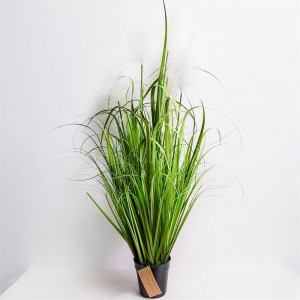 Onion Grass OG-YCC-032