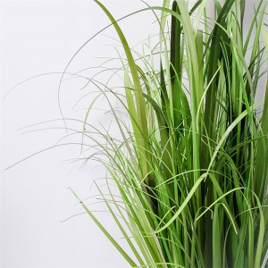 Onion Grass OG-YCC-032