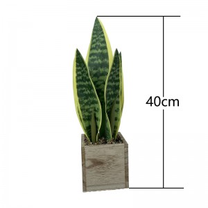 False Snake plant agave plants  Price: $5.9- $7.99, Sales: 2000000 PCS    PZ-HPL-002