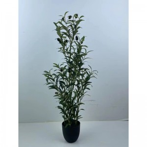 olive tree  AT-GLS-003