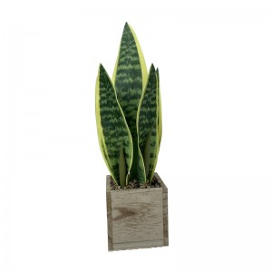 False Snake plant agave plants  Price: $5.9- $7.99, Sales: 2000000 PCS    PZ-HPL-002