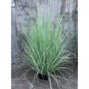 Onion Grass , Price: $2.99- $19.99, Sales: 108000PCS,OG-YCC-088